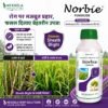 norbie